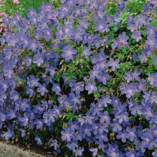 Johnsons Blue Geranium Thumbnail